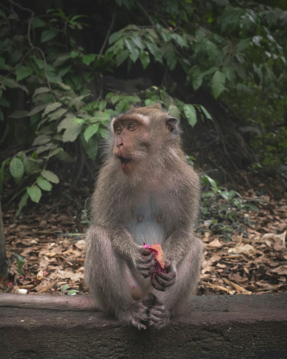 a monkey holding a crab