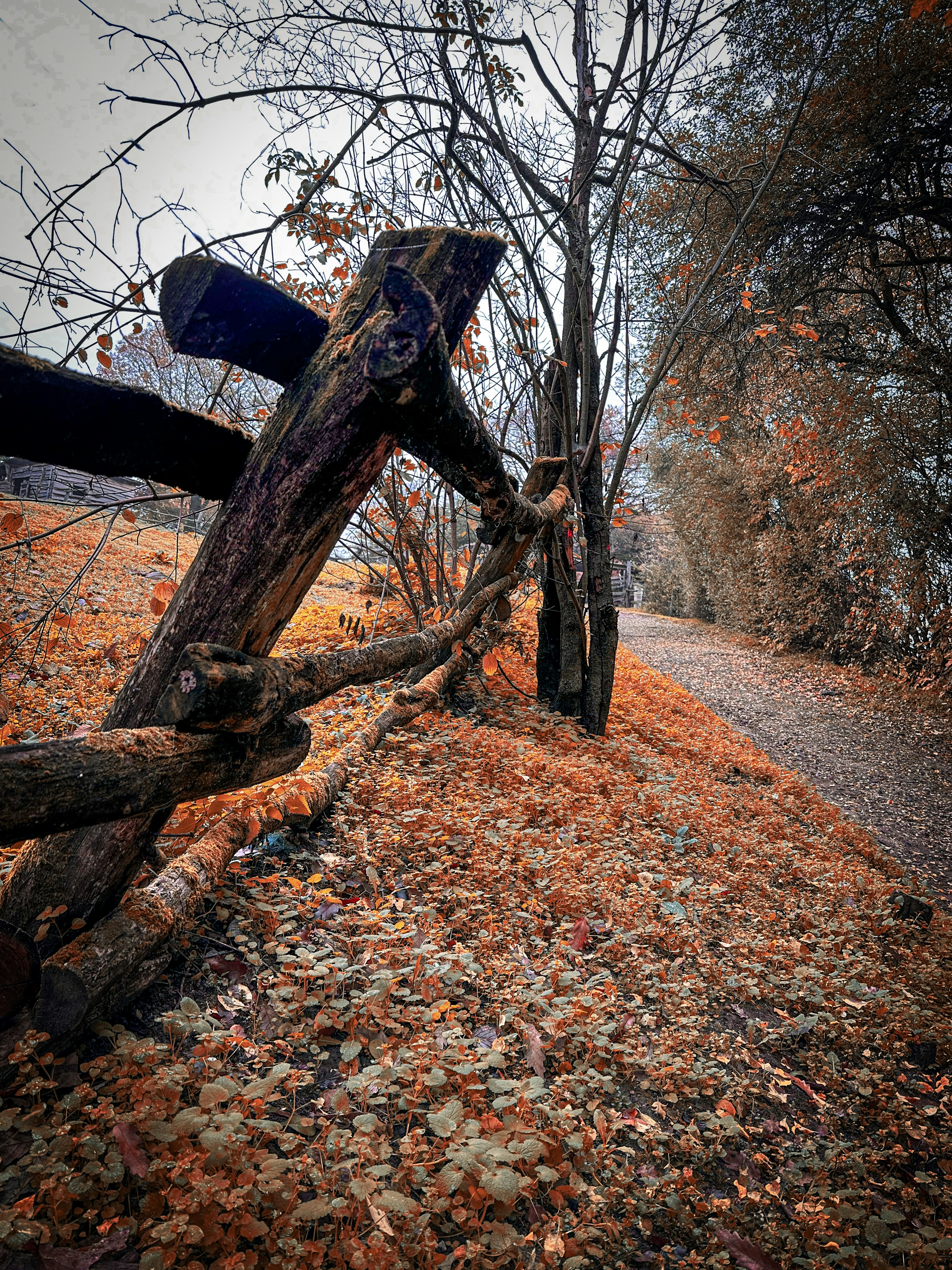 A tree with fall leaves photo – Free Colorful nature Image on Unsplash
