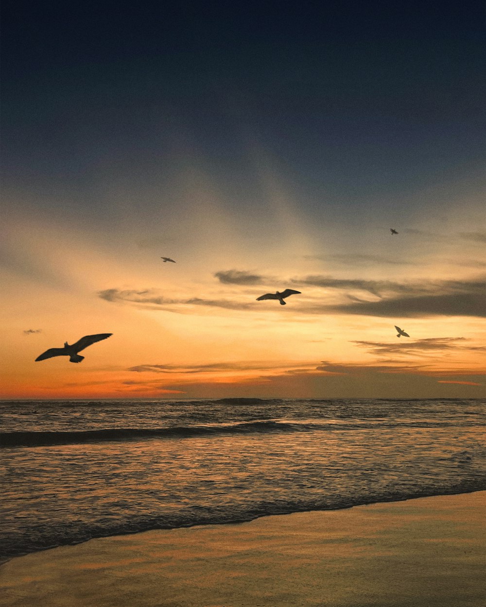 birds flying over the ocean