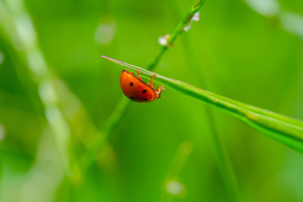 a ladybug on a leaf