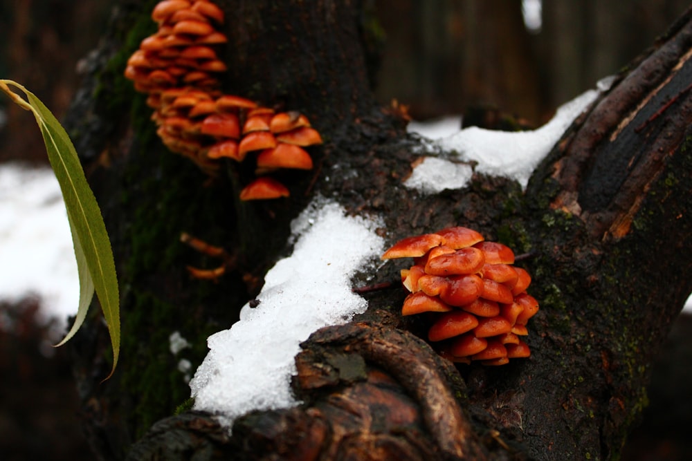 a group of mushrooms growing on a tree stump