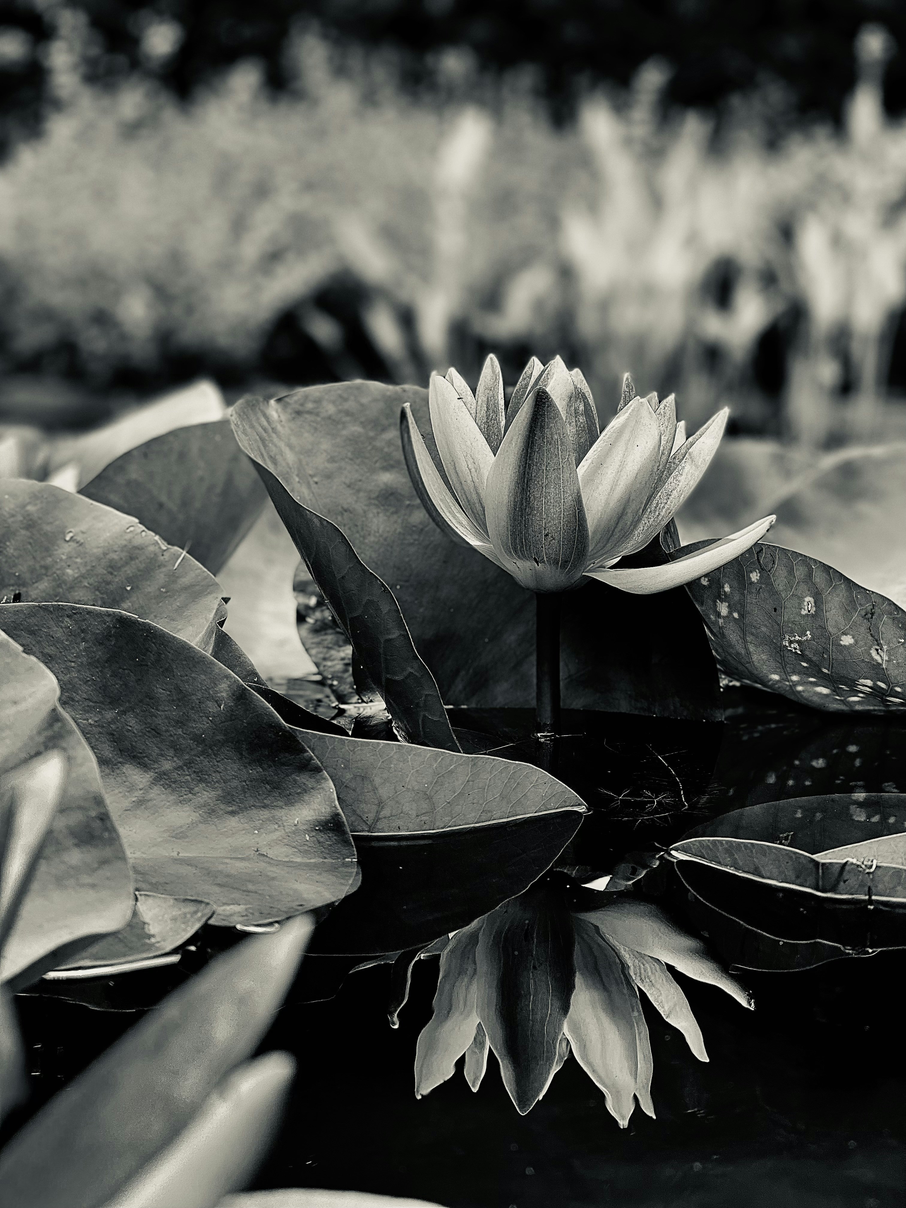 a group of lily pads