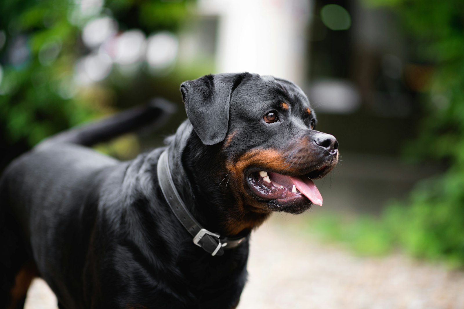DIY Enrichment for a Rottweiler (One Hour, Indoor)