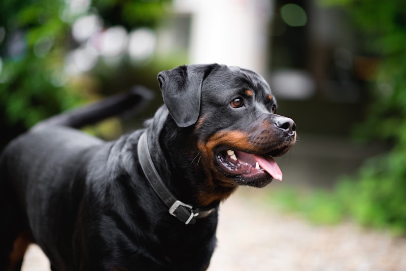 Rottweiler feliz después de comer alimento House Barf