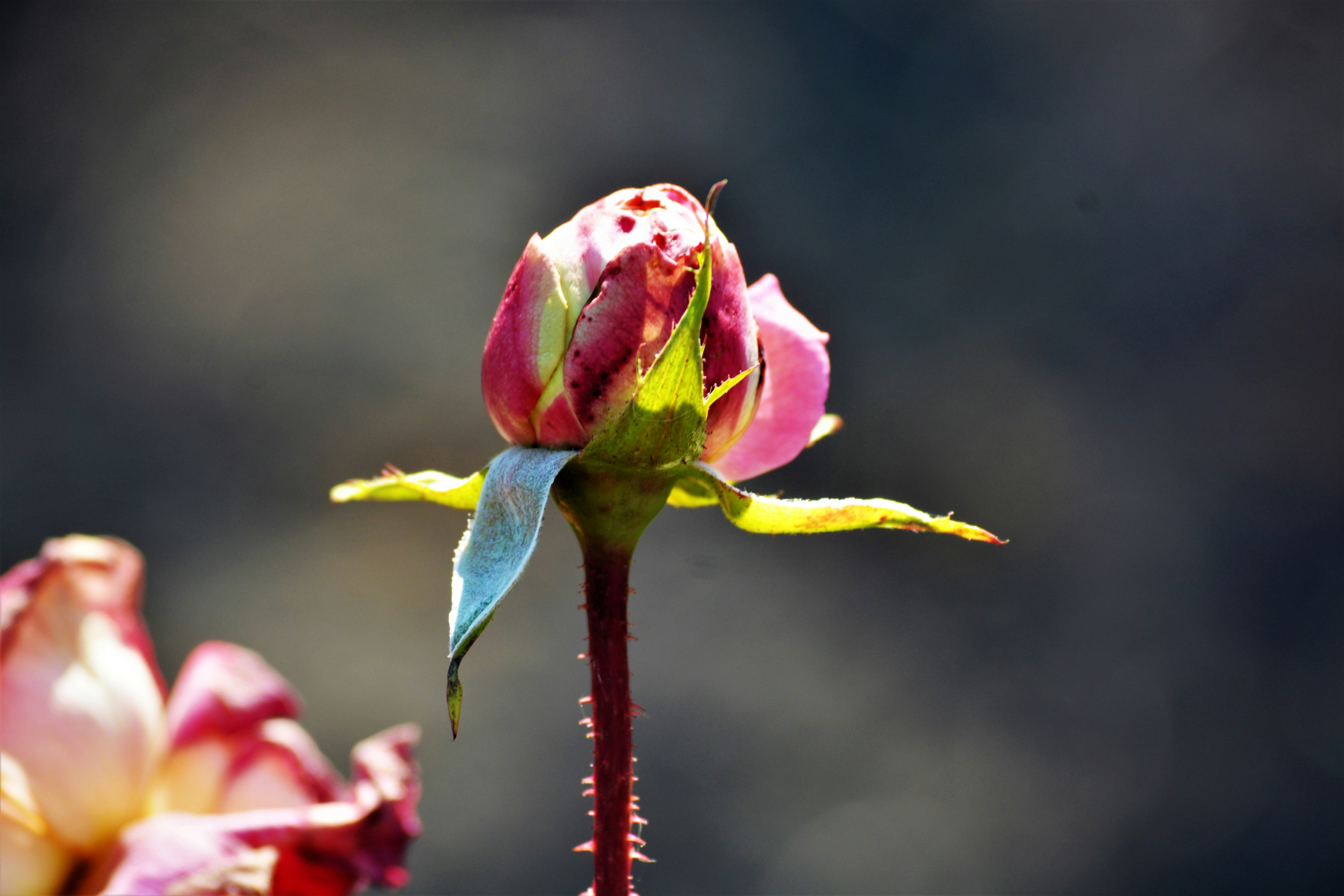 A close up of a flower photo Free oblast Image on Unsplash
