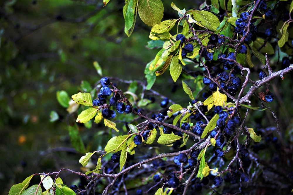 a close up of some berries