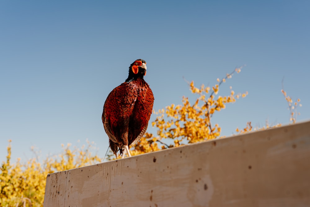 Un pájaro parado en una cerca