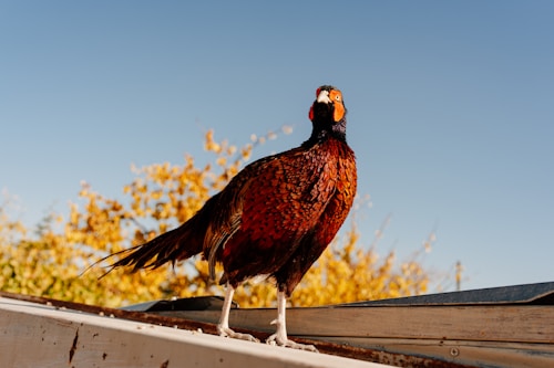 A pheasant with vibrant red, brown, and black plumage stands perched on a slanted surface against a backdrop of clear blue sky and autumnal foliage.