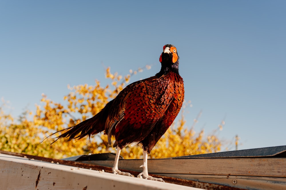 a bird standing on a roof