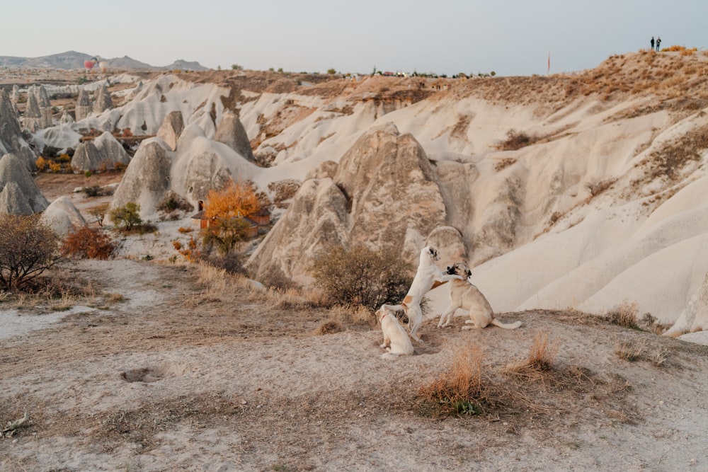 a group of lions in a desert