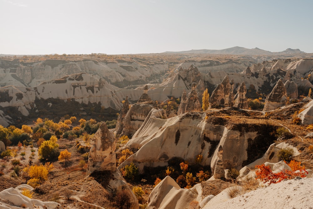 a rocky canyon with trees