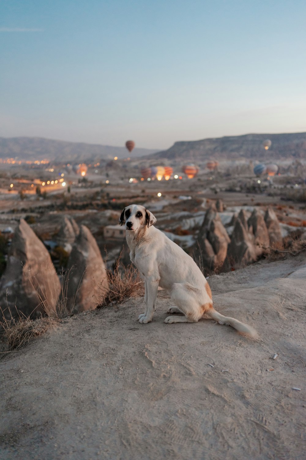 a dog sitting on a hill