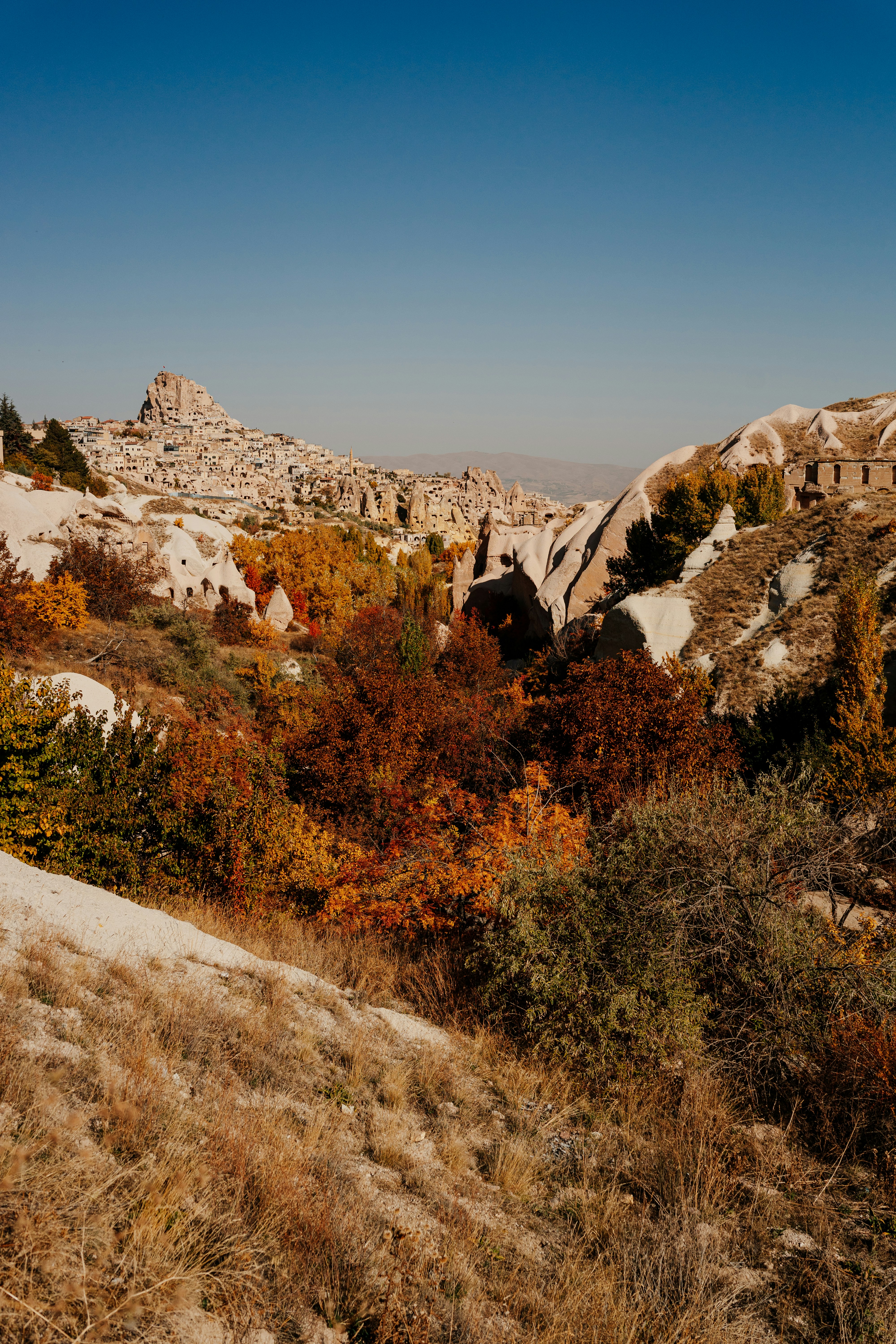 Photo by igorharrier