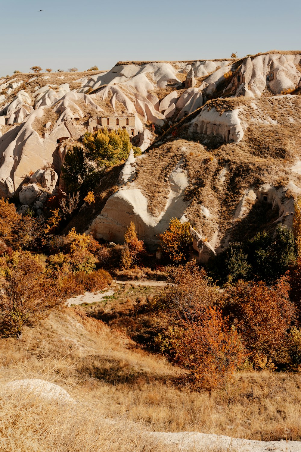 a rocky cliff with trees