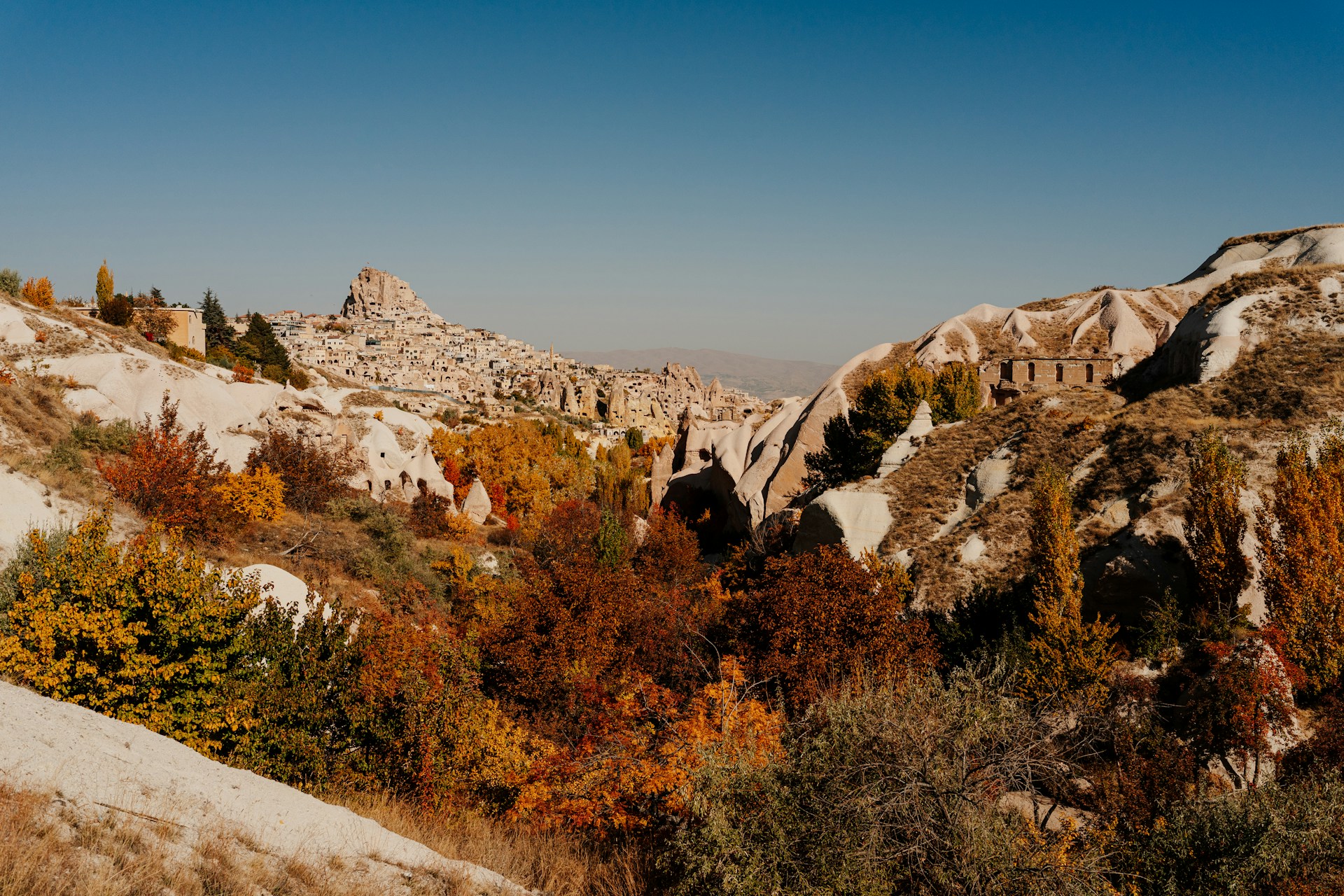 a rocky hillside with trees and bushes