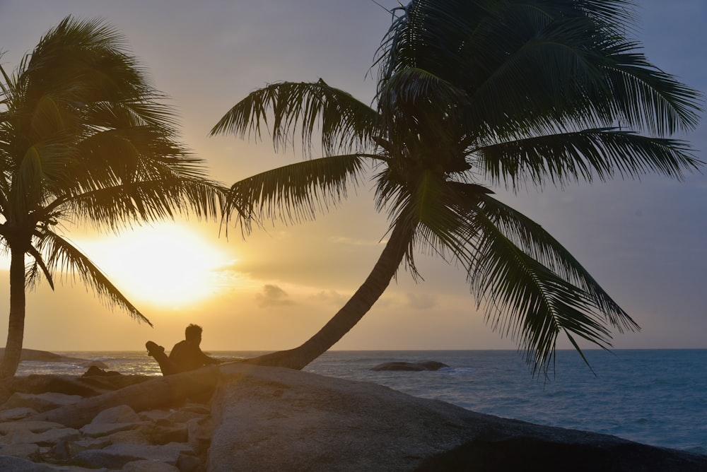 a person sitting on a beach under a palm tree