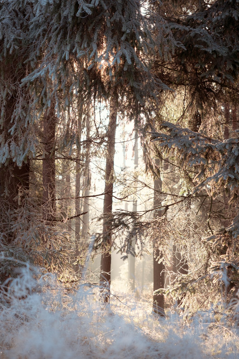 Un bosque nevado con árboles