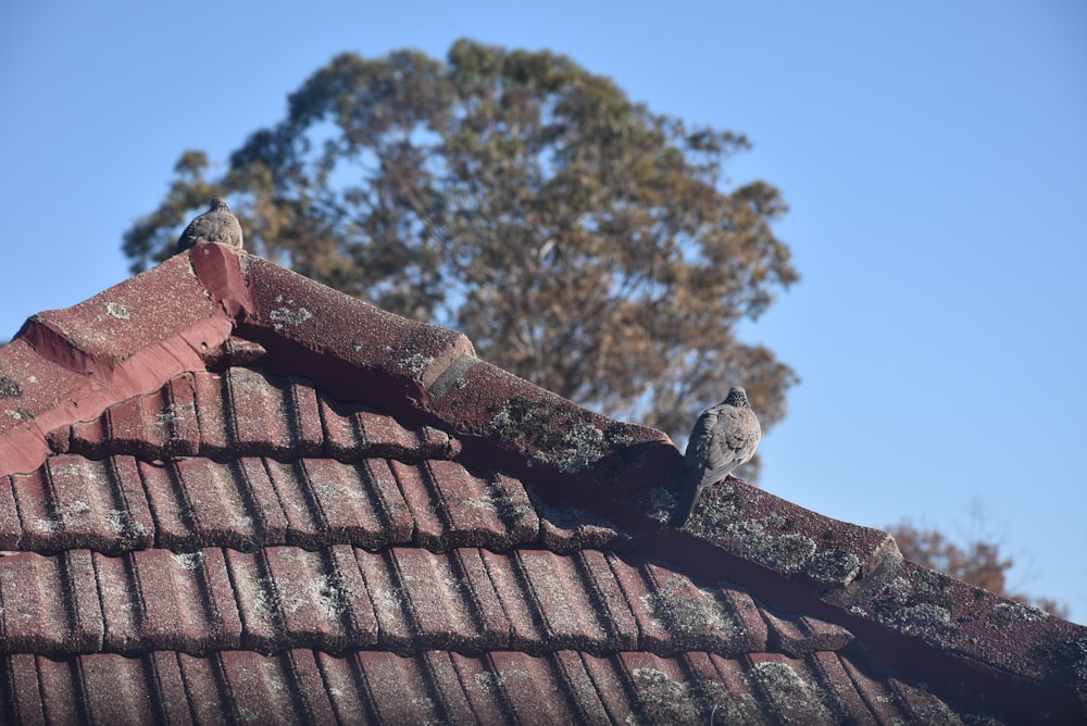 a squirrel on a roof