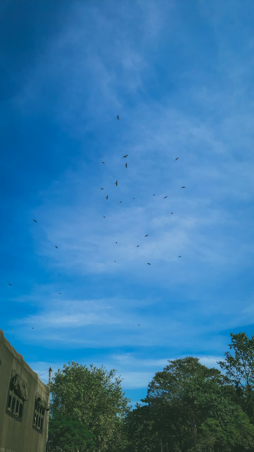 a group of birds flying in the sky