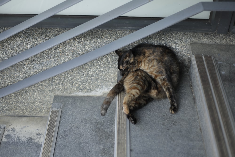 a cat lying on a staircase