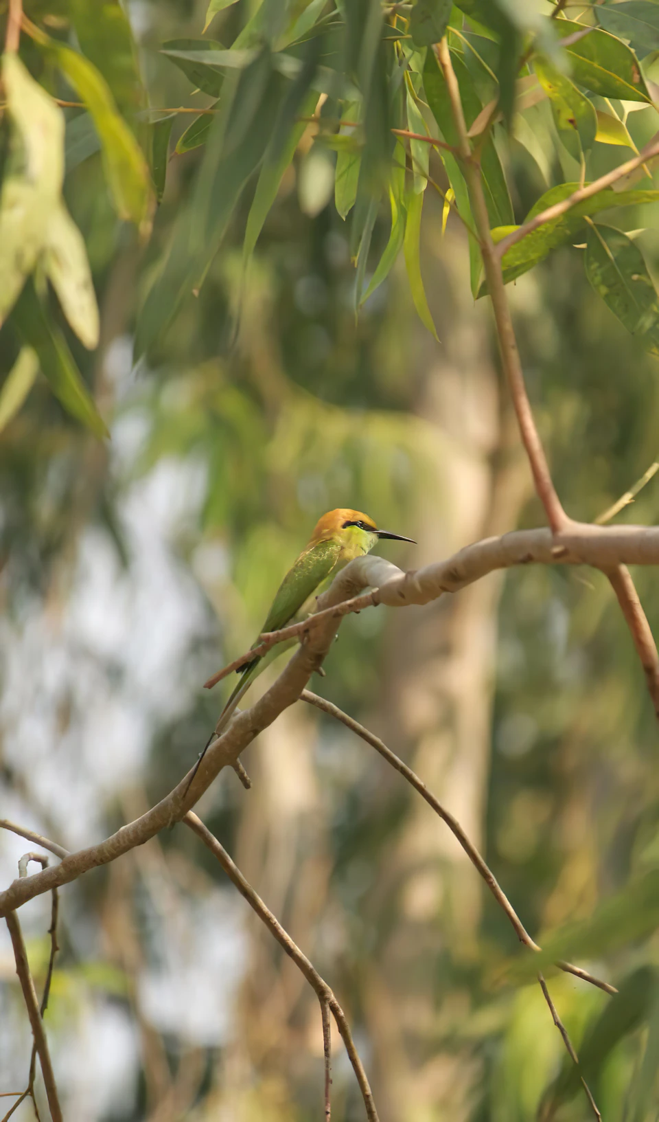 In a verdant forest, a small bird with vibrant green and yellow plumage is perched on a thin branch. The bird's head is slightly tilted to the left, and its wings are folded neatly at its sides. The background is a lush tapestry of trees and foliage in various shades of green, providing a natural backdrop for this avian scene.