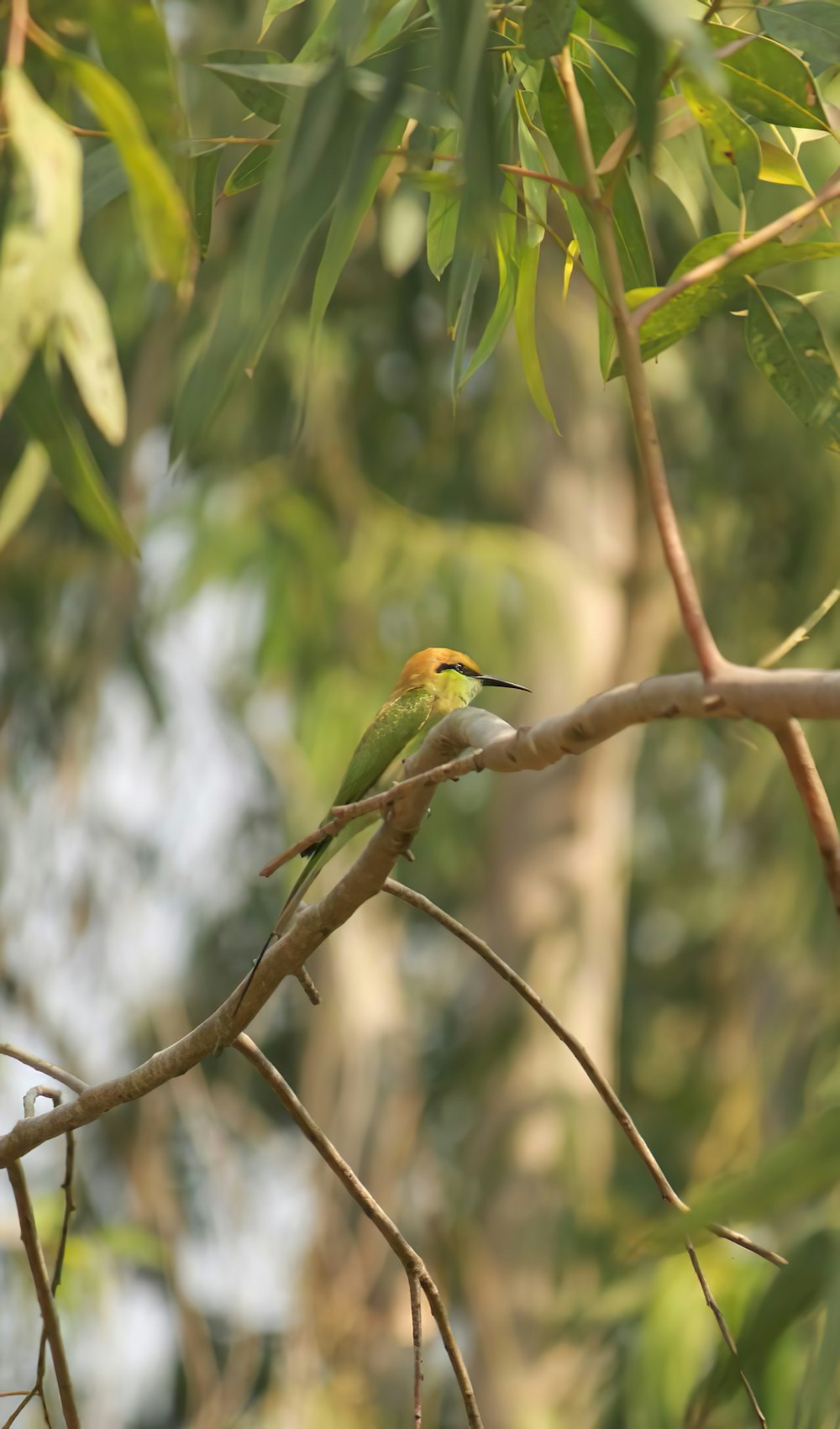 a bird perched on a branch