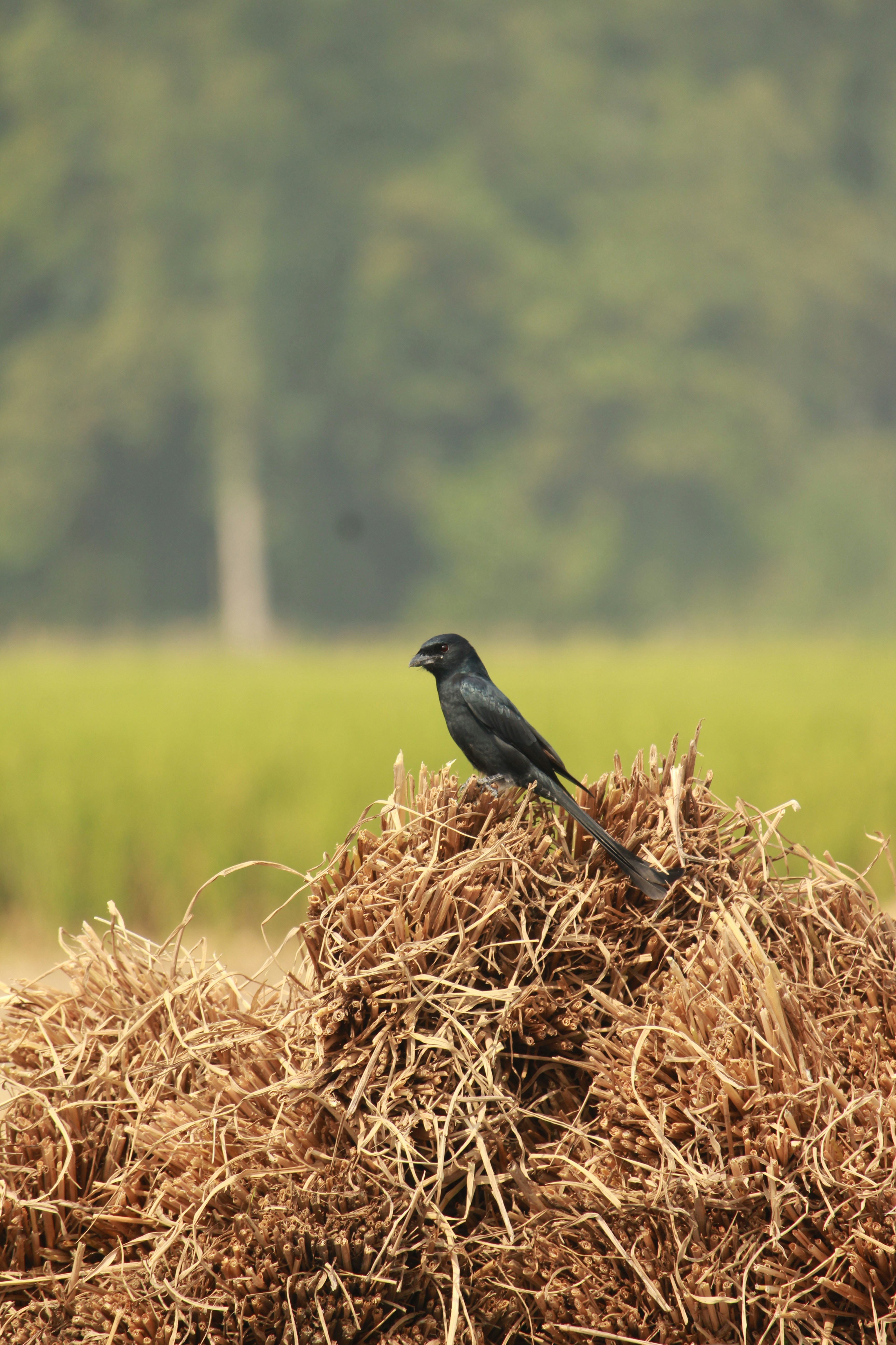 Photo by imtiazahmeddipto