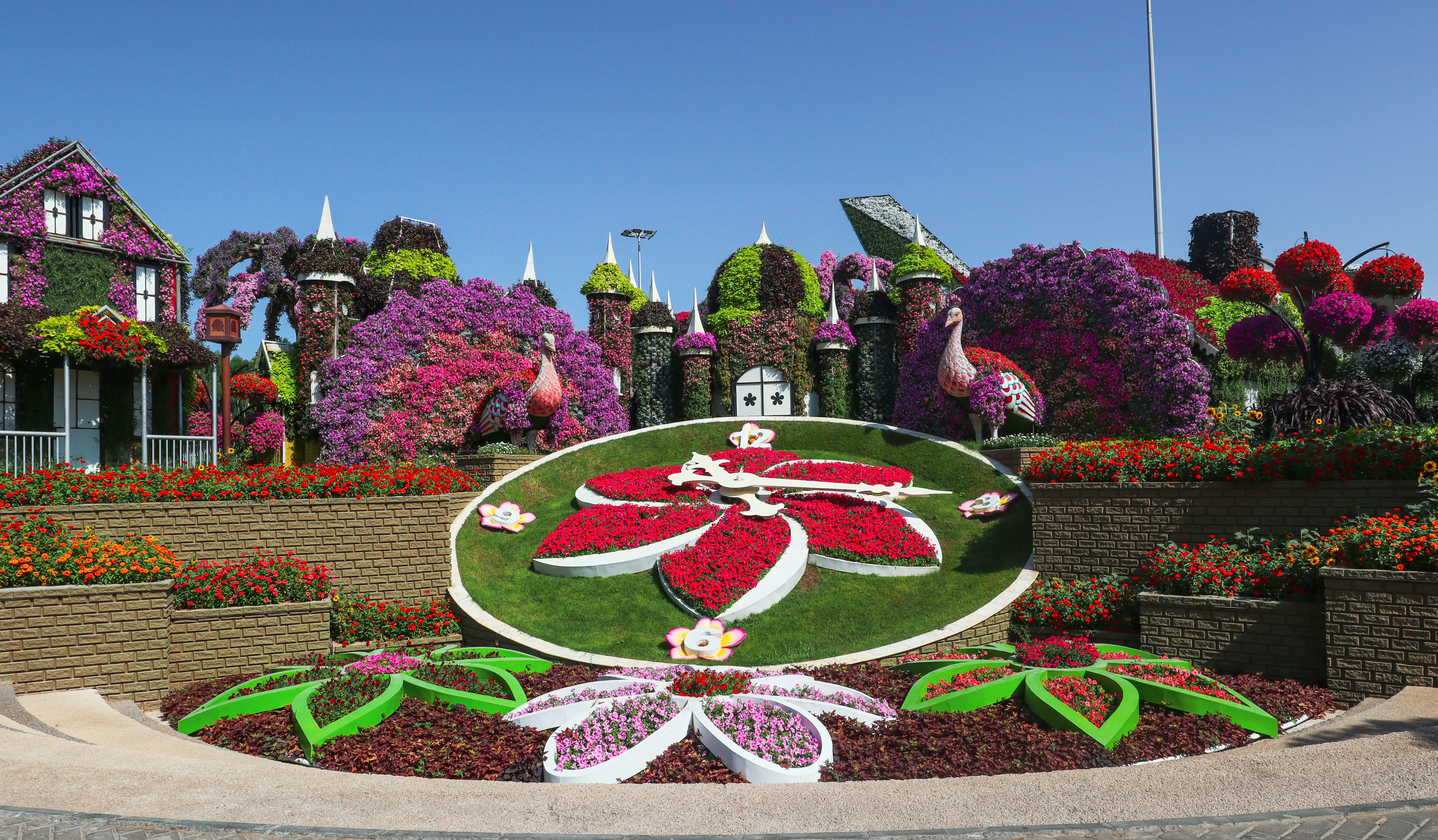 The Dubai Miracle Garden is a flower garden located in the district of Dubailand, Dubai, United Arab Emirates. The garden was launched on Valentine's Day in 2013. It occupies over 72,000 square metres, making it the world's largest natural flower garden, featuring over 50 million flowers and 250 million plants.