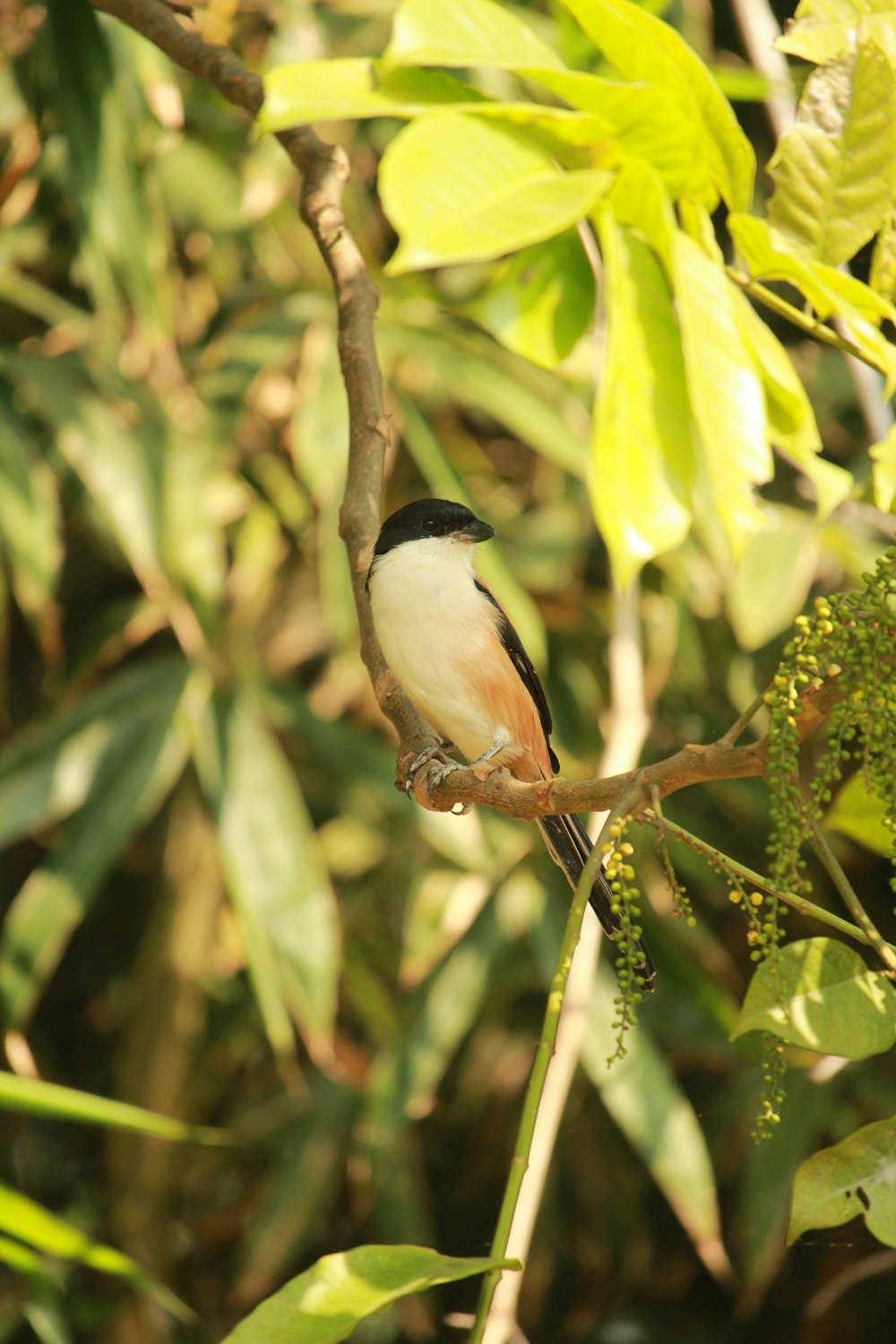 a bird sits on a branch