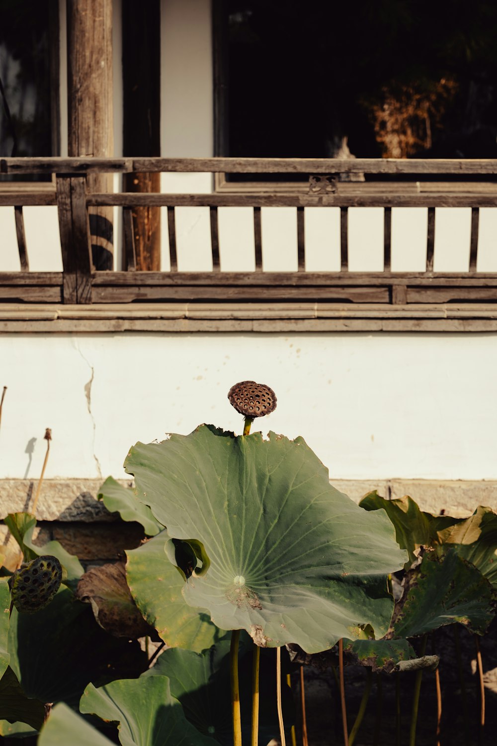 a snail on a leaf