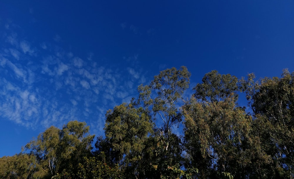 a group of trees under a blue sky