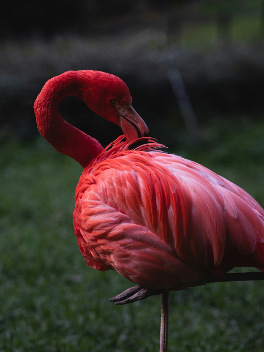a pink flamingo with a long neck