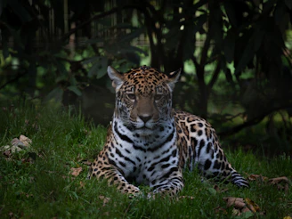 a tiger lying in the grass