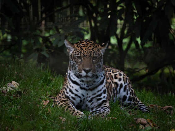 a tiger lying in the grass