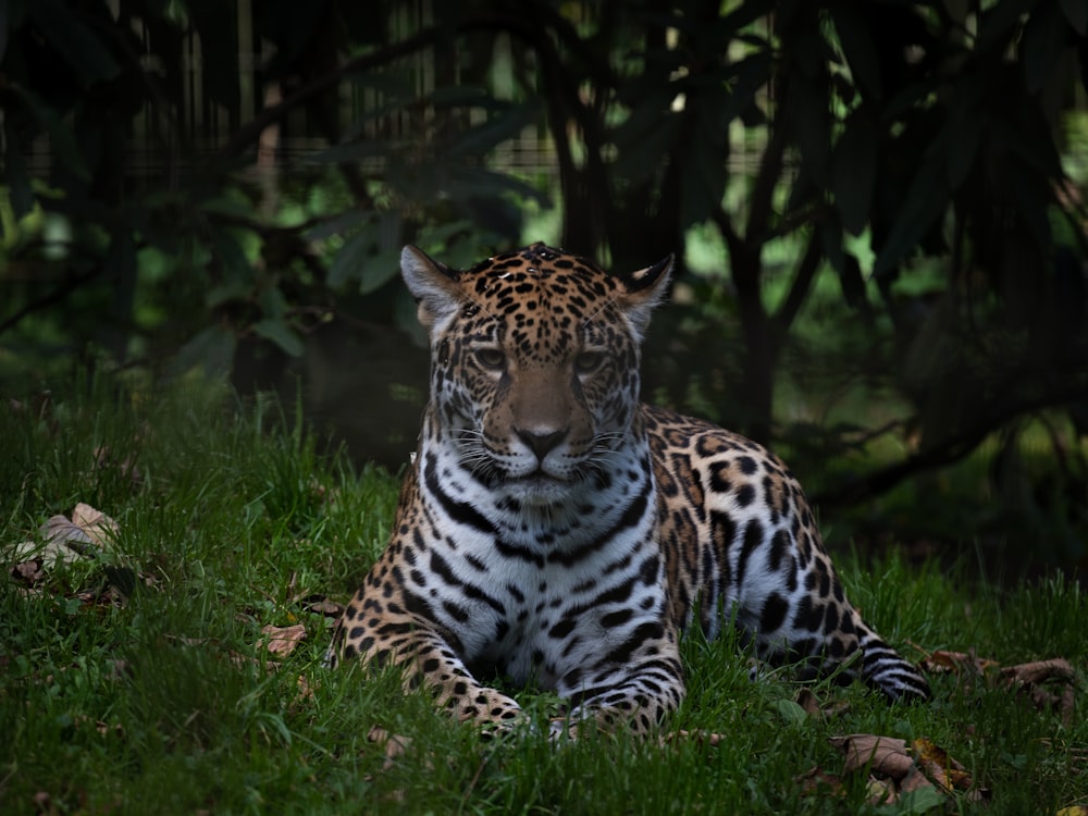 um tigre deitado na grama