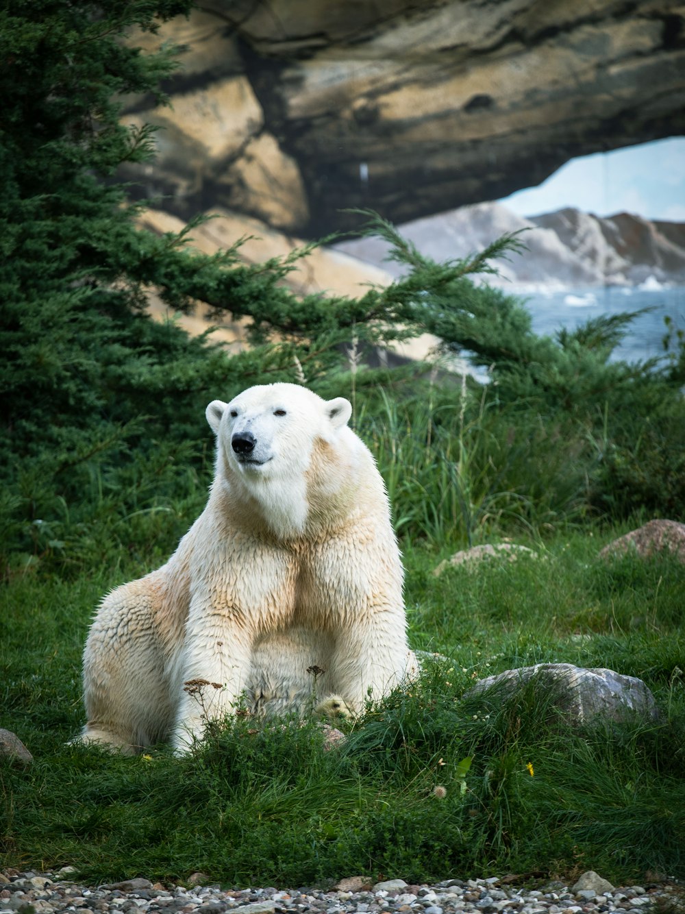 a polar bear in a zoo exhibit