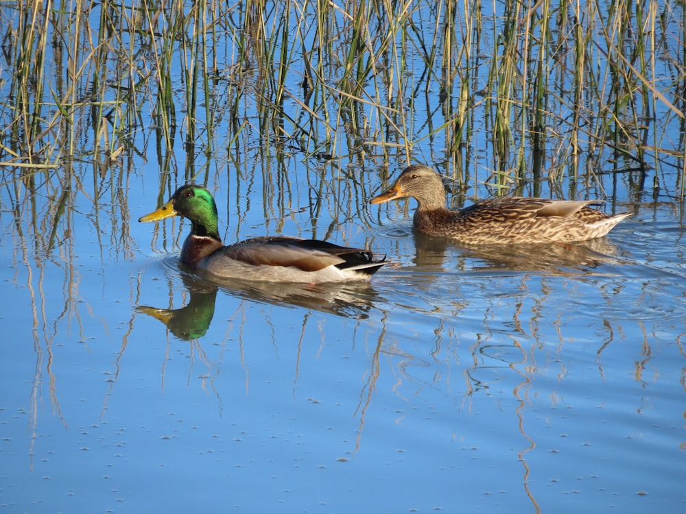 two ducks swimming in water