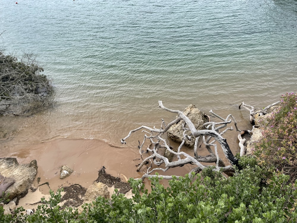 a tree stump on a beach