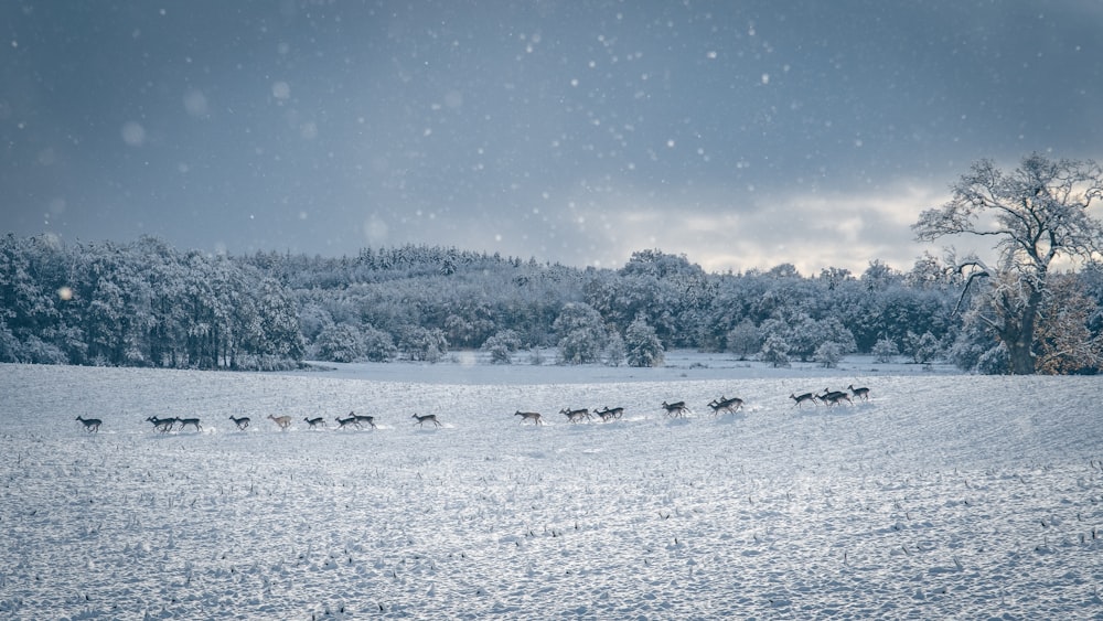 a group of birds in a snowy field