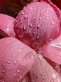 a close up of a flower
