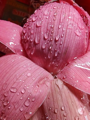 a close up of a flower
