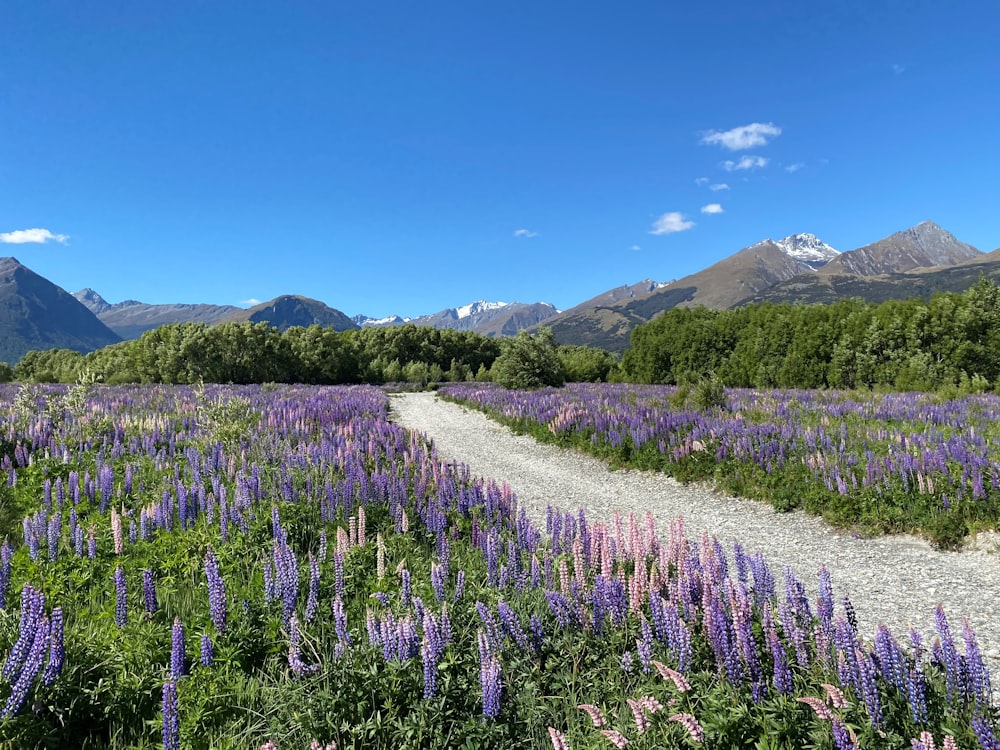 um campo de flores roxas