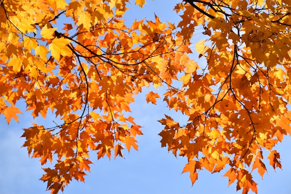 What to See in Fontenay-sous-Bois: A Travel Guide