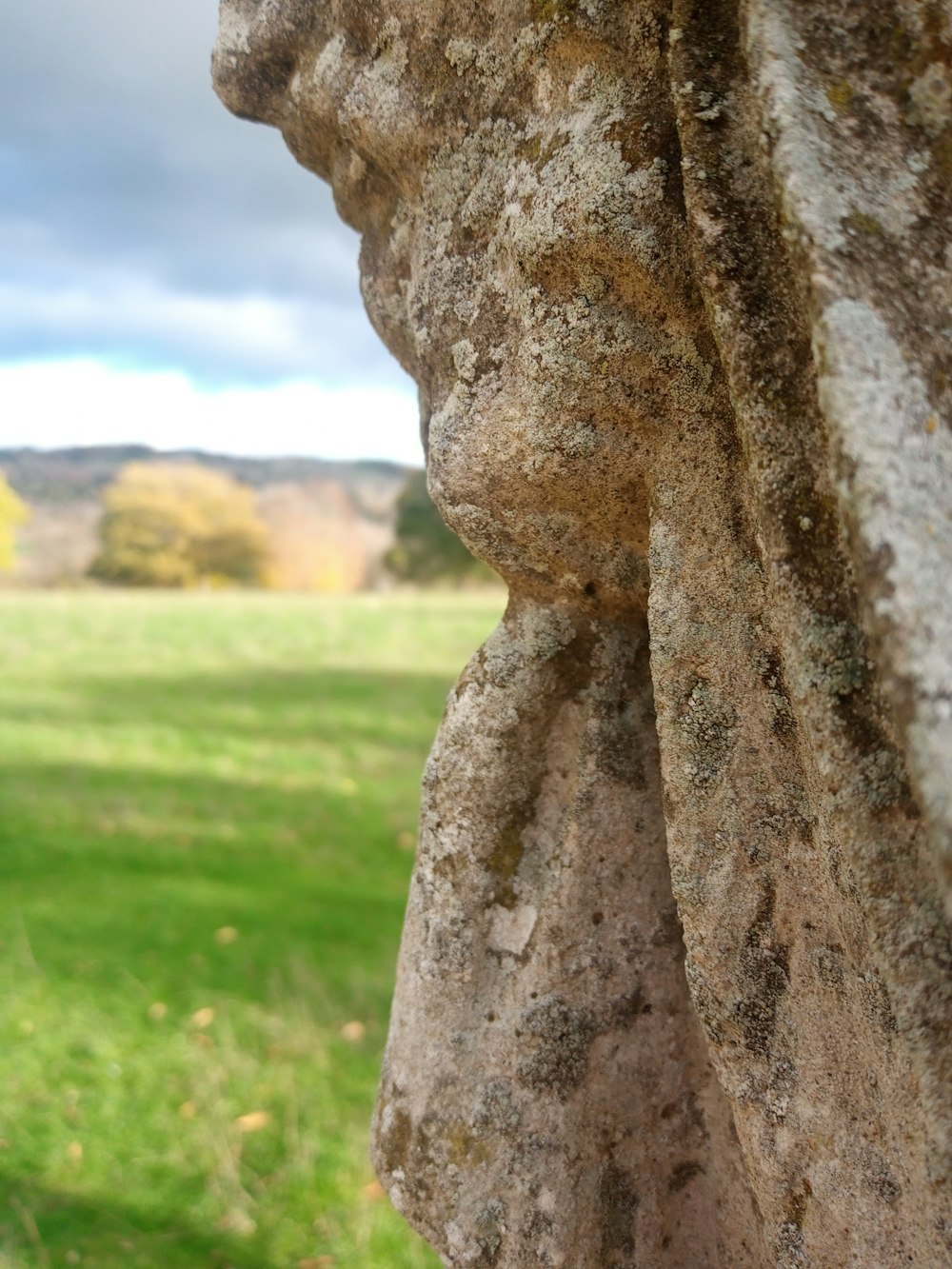 a close up of a tree trunk