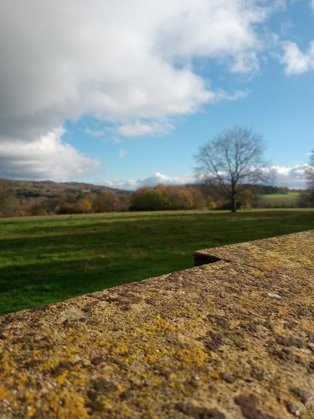 a grassy field with a tree