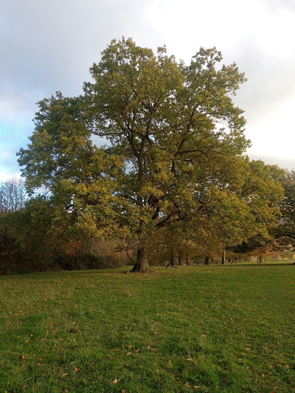 a tree in a field