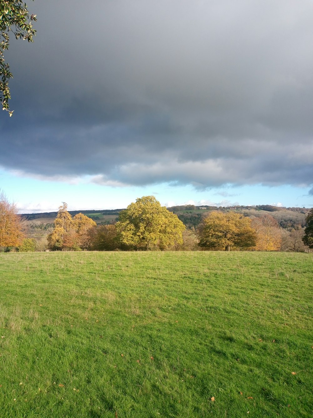 a grassy field with trees in the background