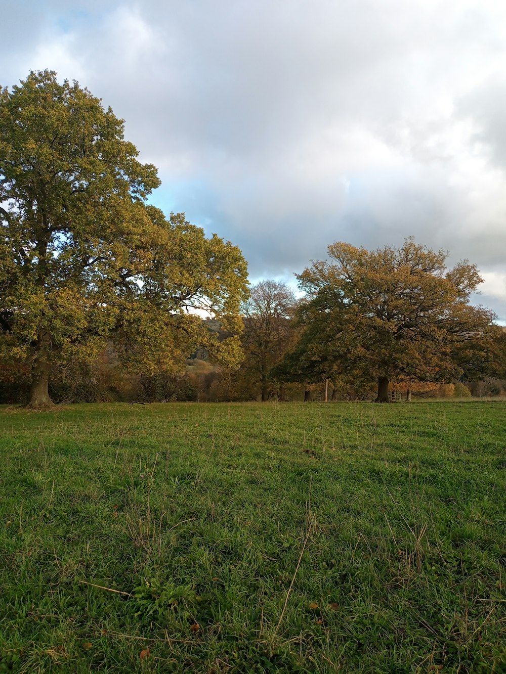 a grassy field with trees in the background