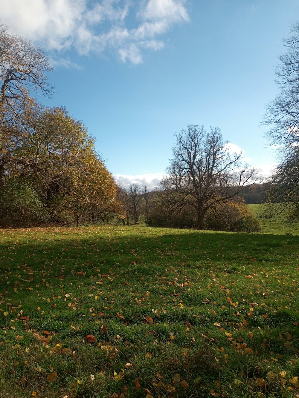 a grassy area with trees in the background