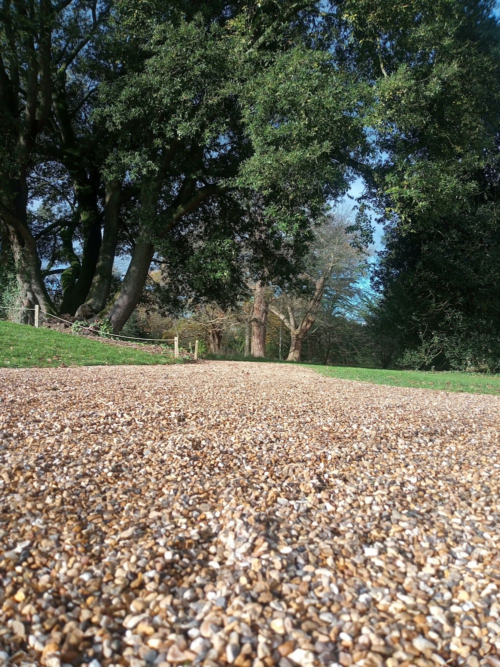 a path with trees on the side